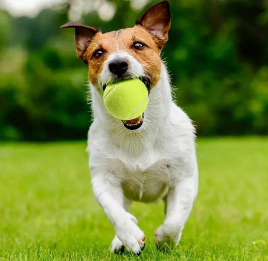 Training Pet Toy - 1Pc